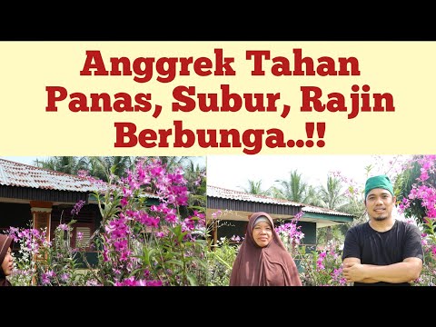 Video: Asid Succinic Untuk Tanaman Dalaman, Termasuk Anggrek: Cara Menggunakannya Dengan Betul