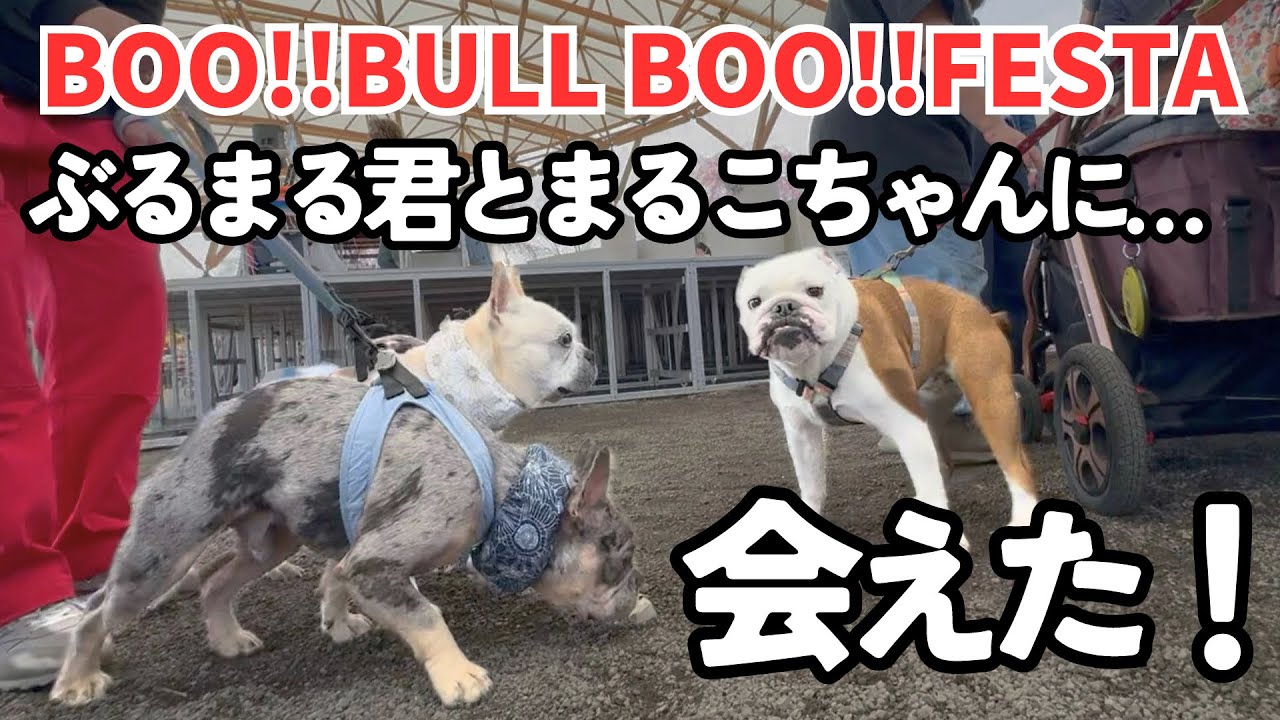 ぶるまる君とまるこちゃんに会えて感動の【BOO!!BULL BOO!!FESTA 2024】