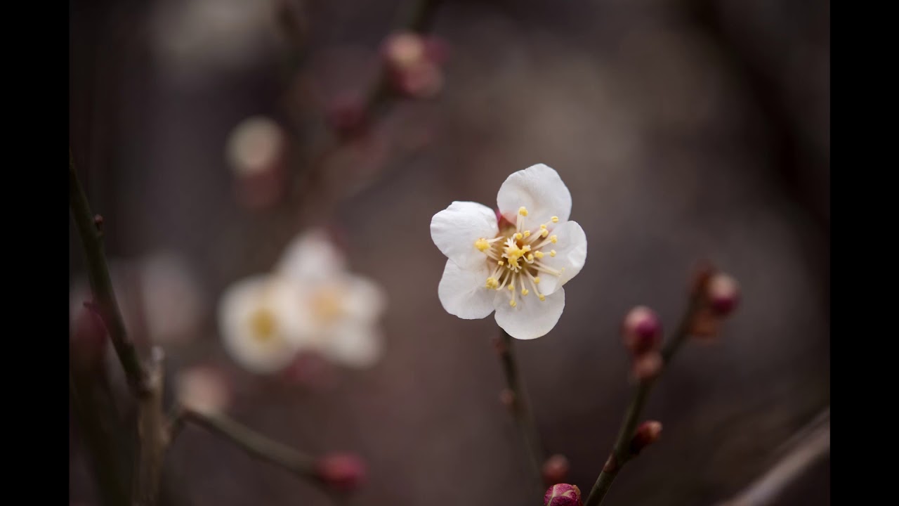 Dj KramniK  -  Disco Is Back (Remix)