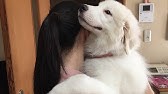 3篇 Amazon アマゾン Cm 白い犬 ライオン 馬とポニー Youtube 3篇 Amazon アマゾン Cm 白い犬 ライオン 馬とポニー Youtube