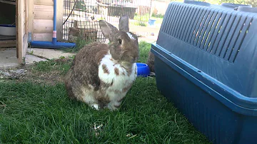 Wie sieht Flankenatmung bei Kaninchen aus?
