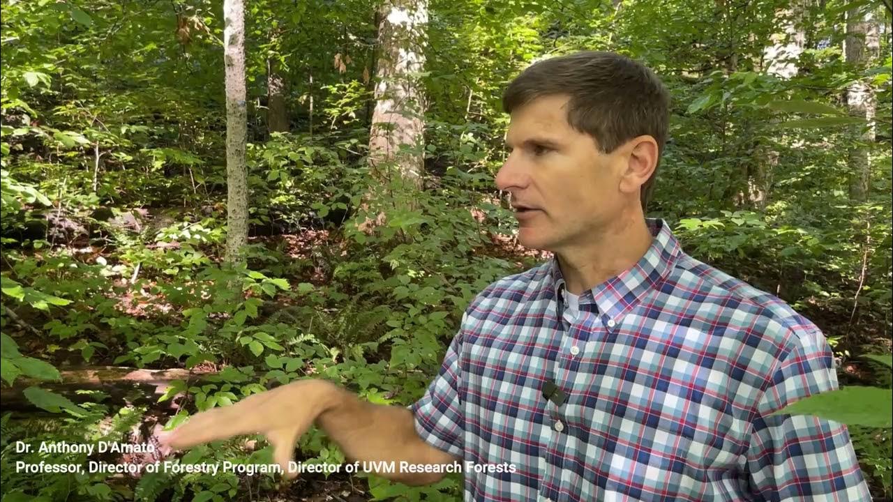 Sugarbush Management When to release regeneration YouTube