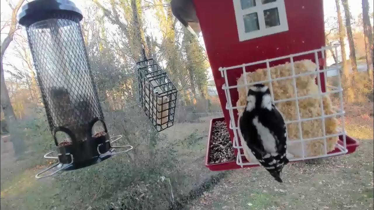 Live 4k Bird Feeder  Cam with bird sounds in North Carolina Birds