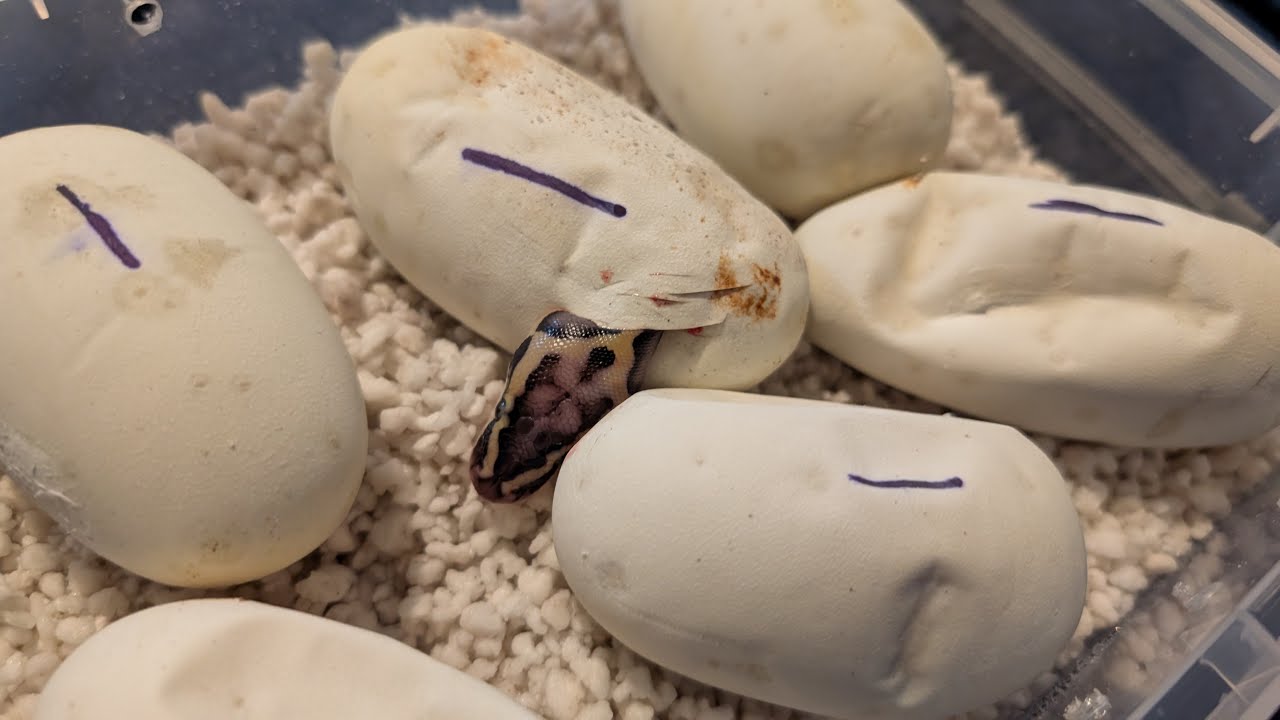 Ball Pythons Hatching LIVE Day5 - YouTube