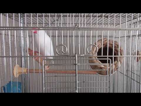 ブランコが　とっても大好きな文鳥　キラリちゃん　降りるのも上手いの♪