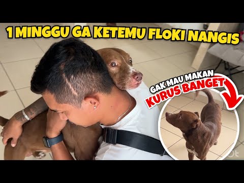 FLOKI NANGIS DAN GAK MAU MAKAN SETELAH DITINGGAL BANG SHINE KE KALIMANTAN
