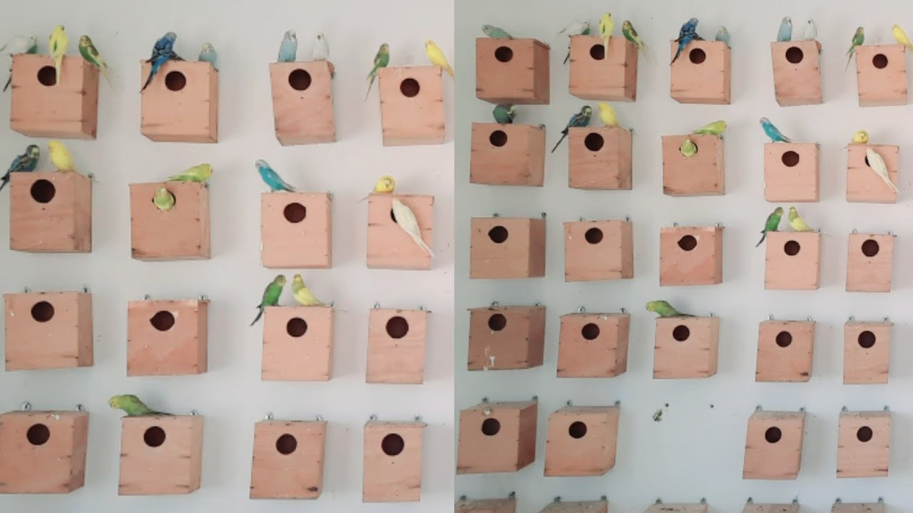 محمية طيور البادجي: معلومات مهمة لتربية ناجحة داخل سلاكة