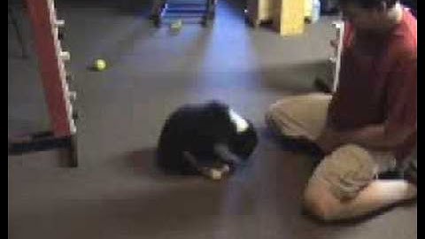 Part 1 of 3 - Clicker Training Session -- Shaping Down Behavior