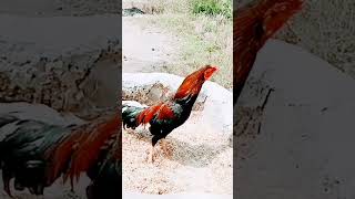 Rooster Crowing Shorts