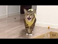 出てないのにう○こ報告しに来たイエローイモムシ