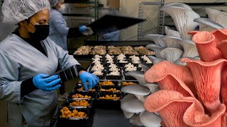Growing Mushrooms in California | A Visit to Four Mushroom Farms | Cultivation Techniques