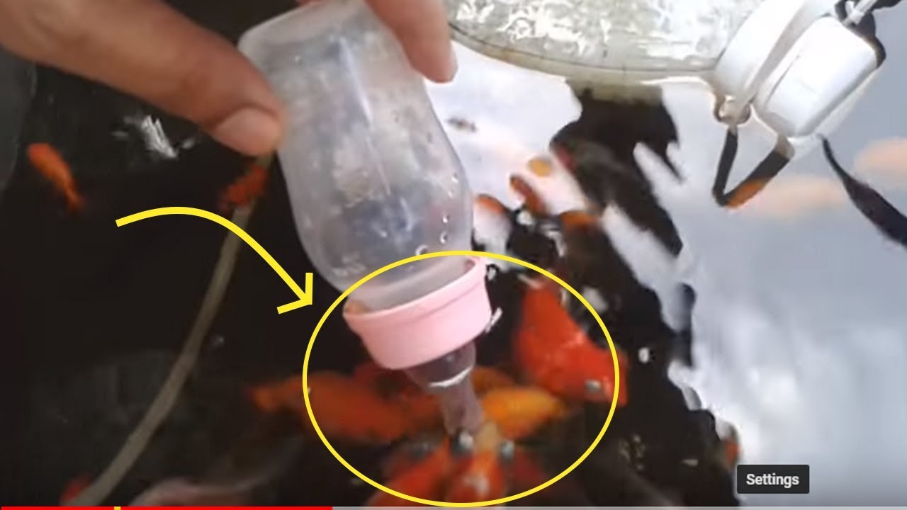 bottle feeding goldfish will make you feel awe YouTube