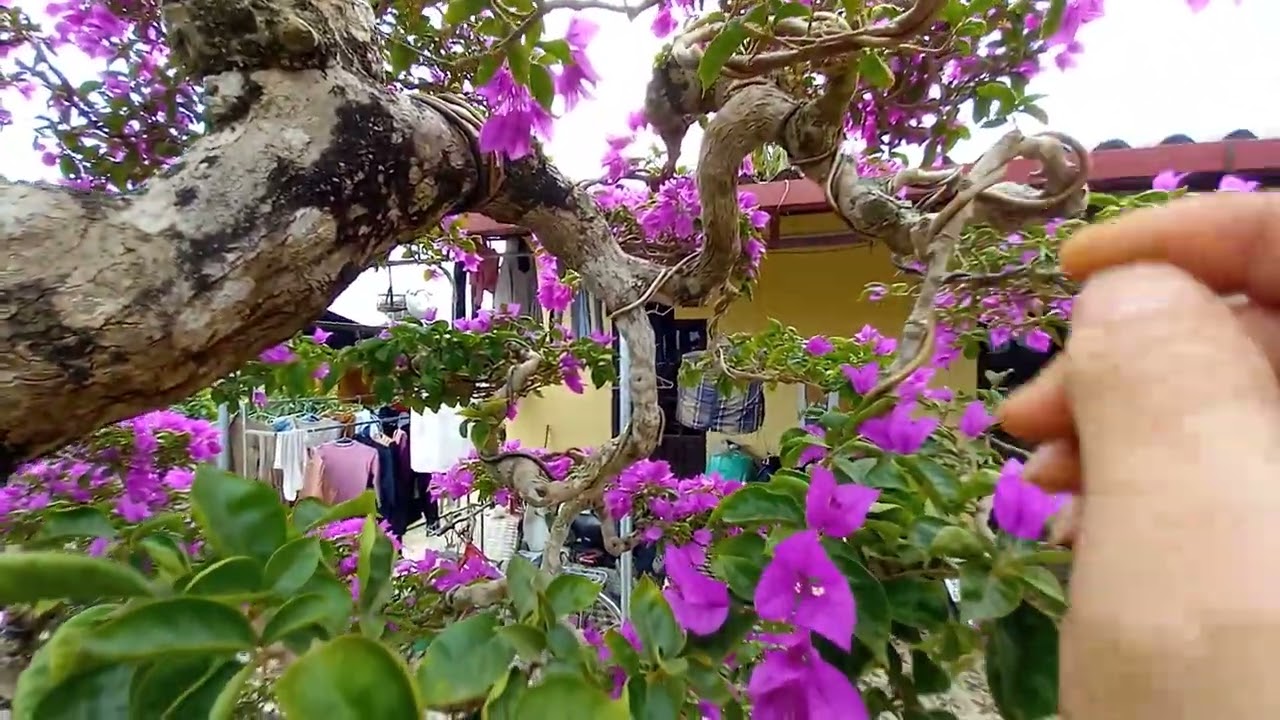 Hoa giấy tím huế khủng của nhà vườn , xin được giao lưu quý khán giả  cùng ngắm