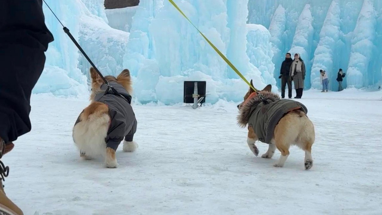 愛犬を連れて『氷の祭典』にお出かけしてみた結果…【支笏湖 氷濤まつり 2025】