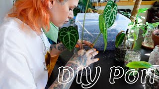 DIY Pon + how to make it more affordable hack | how to, my experience, repotting plants (semi hydro)