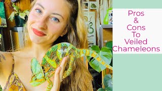 Pros & Cons to Veiled Chameleons
