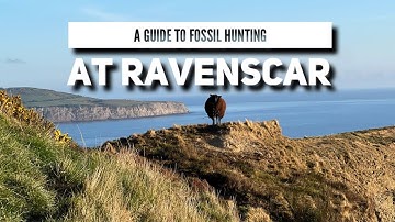 A guide to fossil hunting at Ravenscar near Whitby on the Yorkshire Jurassic Coast with live fossils