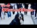 浅草でたくさんの観光客に囲まれたバーニーズマウンテンドッグ