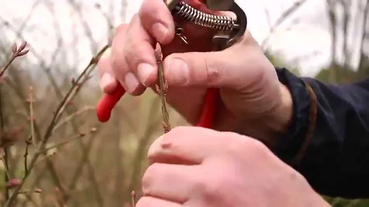 How to Prune Plants Like a Pro | Tips from P. Allen Smith & Proven Winners®