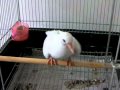 生後２２日の雛がかわいすぎる件