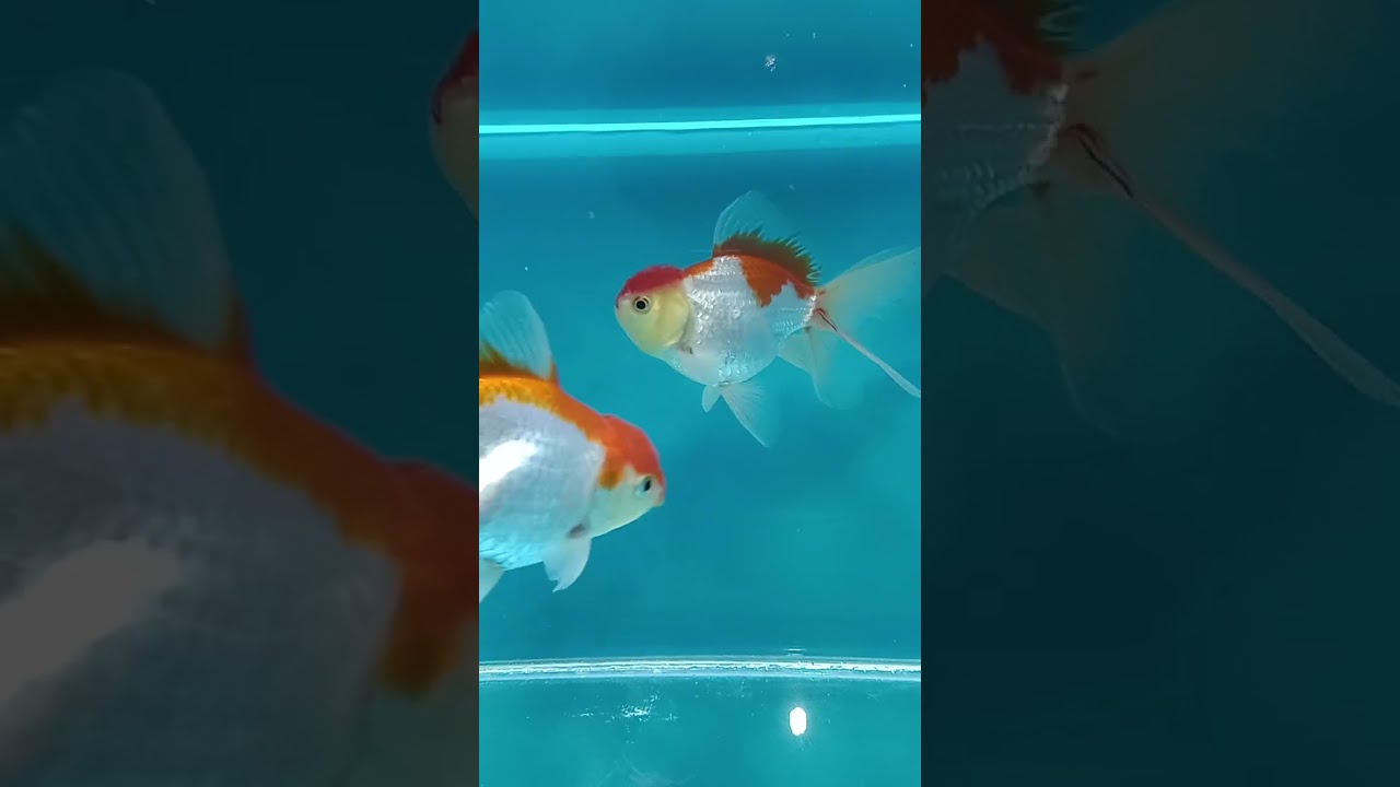 Farm-Raised Goldfish