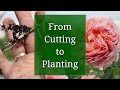 From Cutting to Planting: Full Propagation Timeline