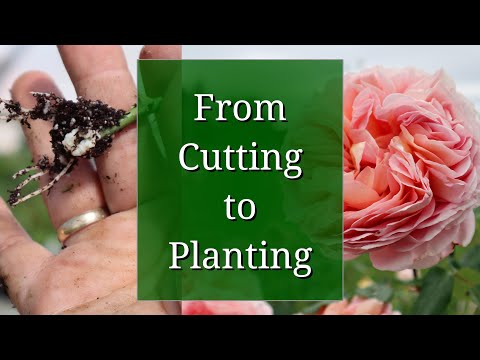 Video: Mason Jar Rose Propagation – Menumbuhkan Mawar Dari Stek Di Bawah Toples