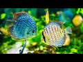 videos of fish and animals Goldfish Angelfish Guppy Guppies Catfish animals Videos