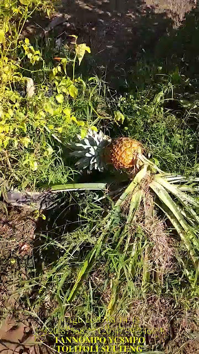 ʙᴜᴀʜ ɴᴇɴᴀs sᴇʟᴀᴍᴀᴛ ᴅᴀʀɪ ʜᴀᴍᴀ ᴍᴏɴʏᴇᴛ