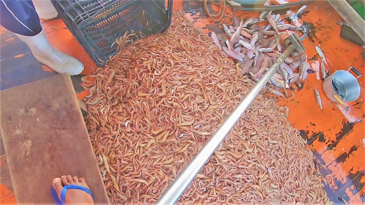 PESCARIA DE CAMARÃO SETE BARBA 🍤🍤🍤