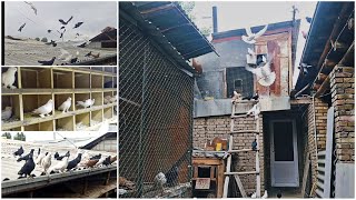 :      () KAPTARLARNI ZO'RLARI 994321519 Fly Pigeons