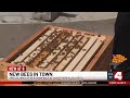 Honeybees Return To Chase Park Plaza 