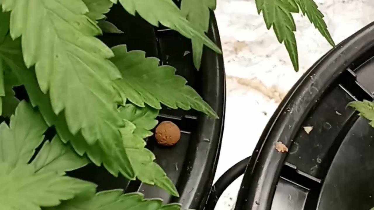 Fastbuds Forbidden Runtz Day 35