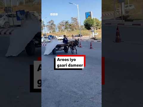 Nin Al-Jeeriyaan ah oo arooskiisa ku dabaaldegay gaari dameer.