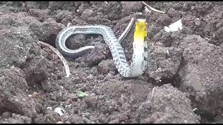 Buff Stripped Keelback सप न नग क तरह नकल फन