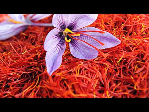 Шафран (специя)/ Saffron  |  Почему он такой дорогой?