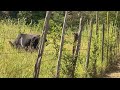 finally i did the unexpected/stoped cows from spoiling my corn.