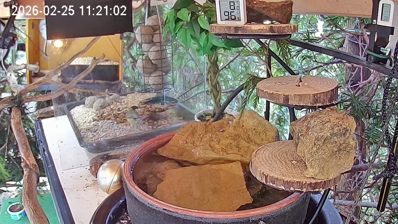 Später Vormittags am Vogel-Spa, Teil 1 (25.02.2026)