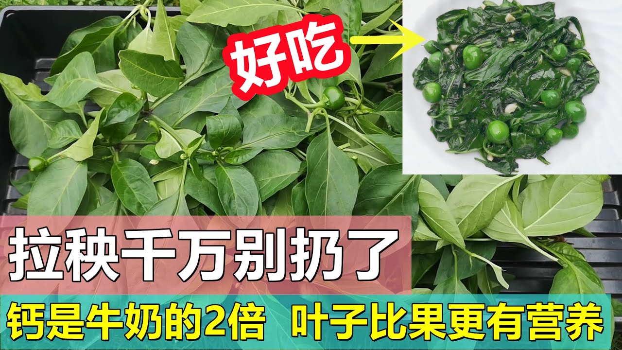 辣椒叶营养又好吃, 千万别扔了 Don't throw pepper leaves away YouTube