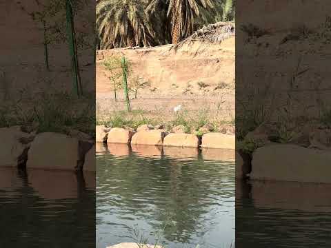 Hidden nature gems in Madinah🌴🤍 #quran #madina #islam