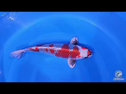 Beni Ginga by Tani SK 840