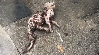 A sick stray cat, in pain, crawled from the bushes to the roadside, wet and covered in leaves.