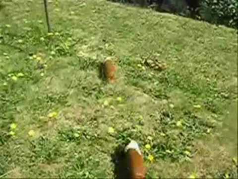 Guinea pig Race All-in-one - This guinea pig racing video is all of em together! There is a new one named Guinea pig racing 5.