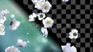 White Flowers | Motion Graphics - Envato elements