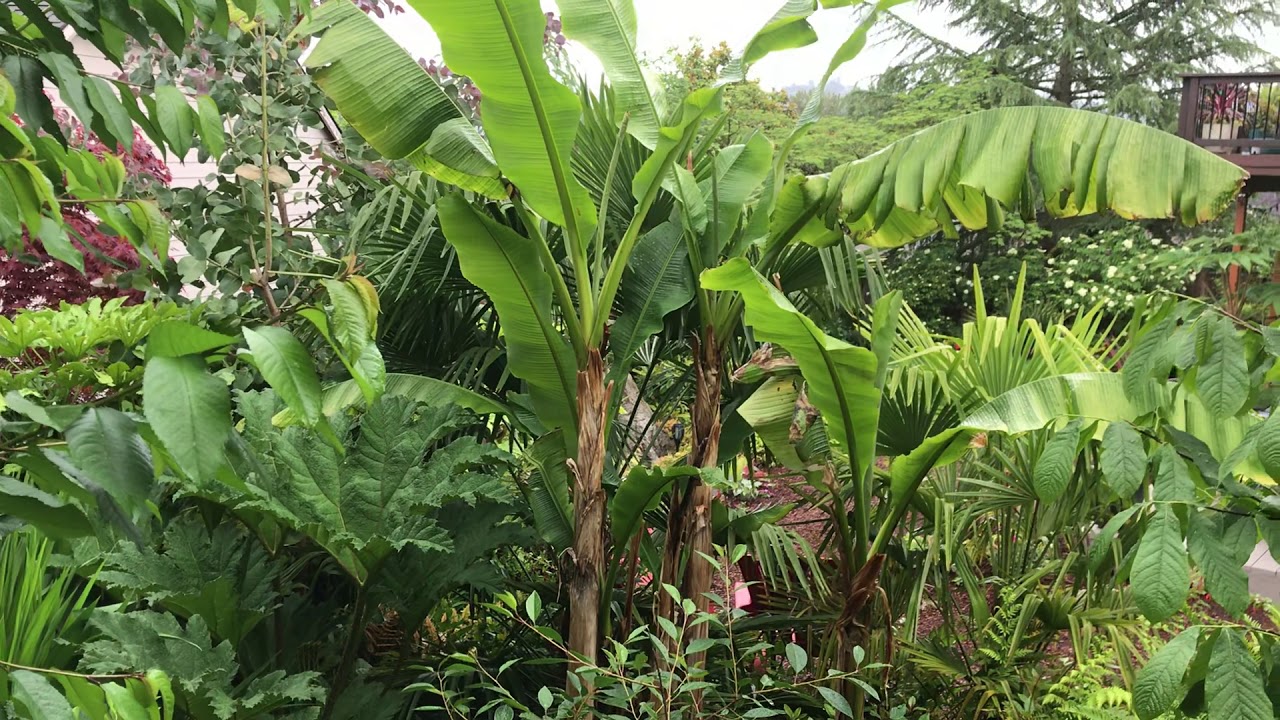 Rain drops on banana leaves.