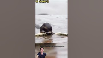 Rái cá khổng lồ săn cá sấu và cú đột kích của báo đốm. #shortvideo #shorts  #thegioidongvat.