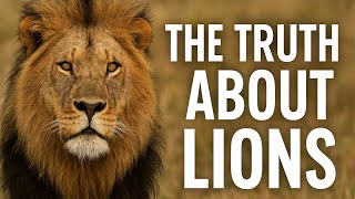 Lions Are More Than Just Hunters 🦁 | The Truth About Their Wild Lives