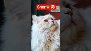 🦁Funny Cat😂🤯#youtubeshorts #ytshorts #viral #animals #cartoon