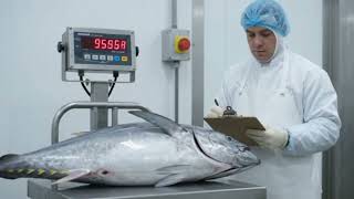 FROM OCEAN GIANT → PREMIUM MAGURO