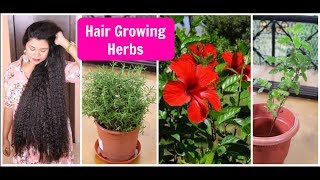 SECRET Herbs For HAIR GROWTH|My Organic Balcony Garden | Sushmita's Diaries